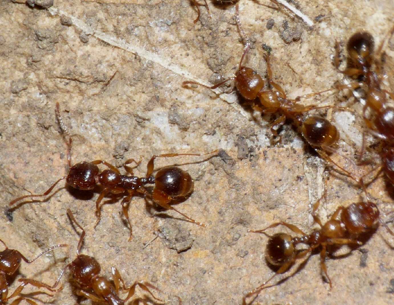 Formiche (Myrmica sp.) parassitate da acari